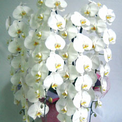 �R�`���E�����@�����傤���@�Ӓ���