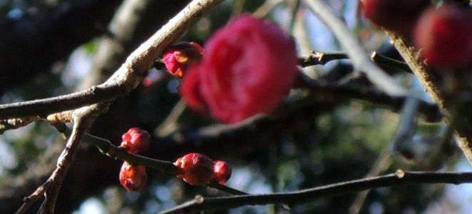 �ԁ@�t�����[�M�t�g�@�v���[���g�@���������@��s���@�ԂЂ�